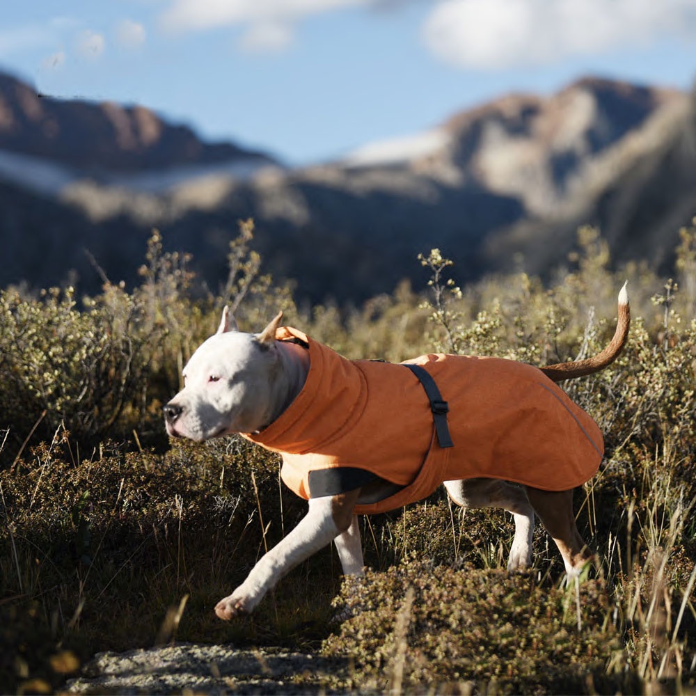 Mountain ridge 2025 dog gear