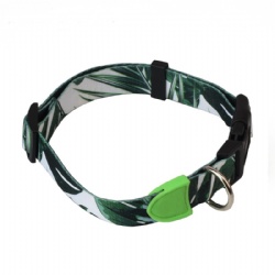 Colorful dog collar